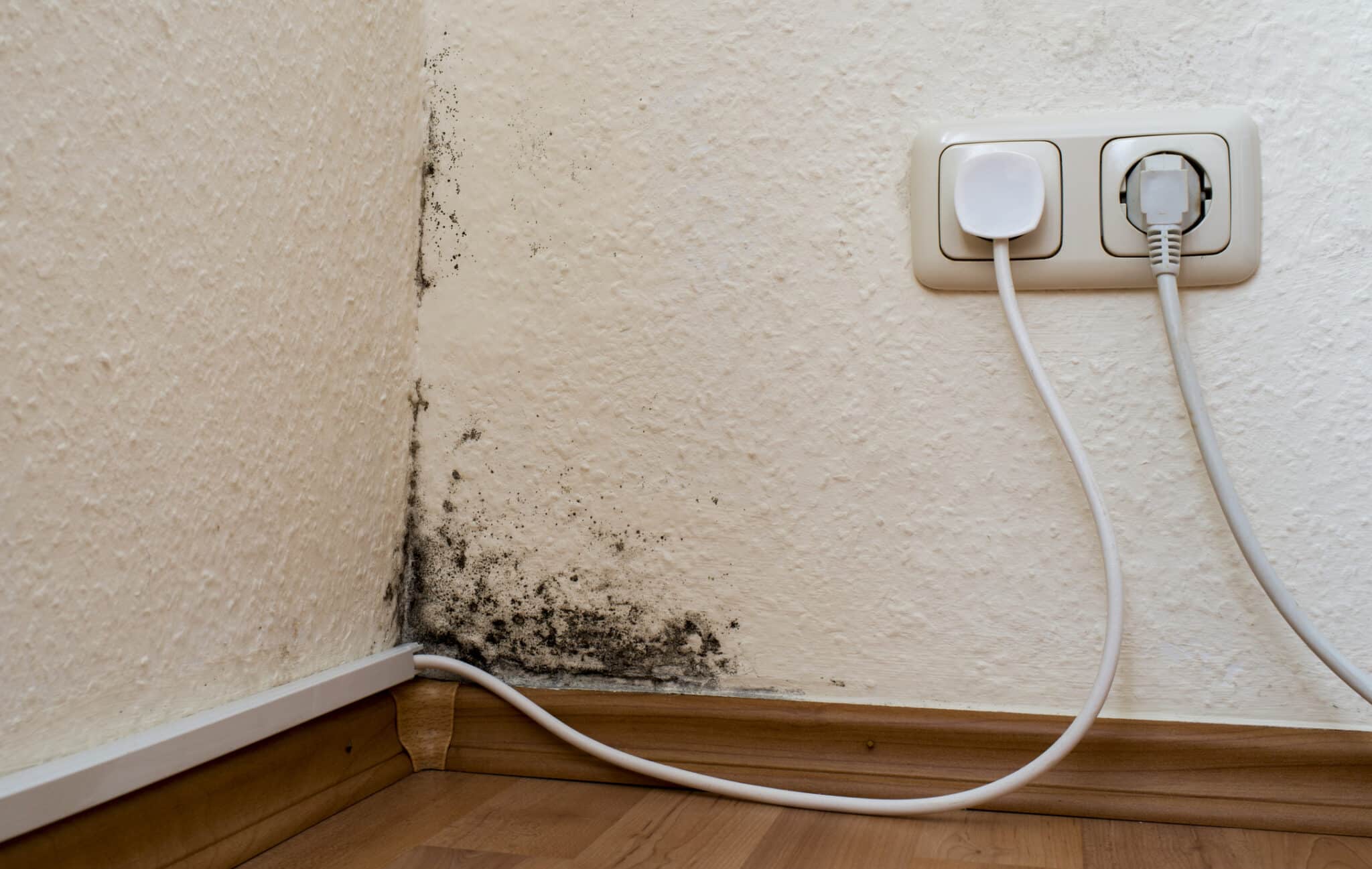 Black mold, Electrical Systems in Lancaster.